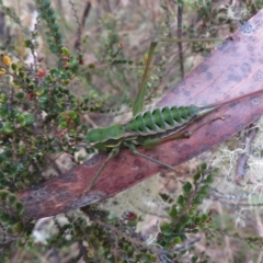 Chlorodectes montanus at Brindabella, NSW - 21 Mar 2022