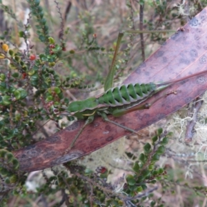 Chlorodectes montanus at Brindabella, NSW - 21 Mar 2022 11:56 AM