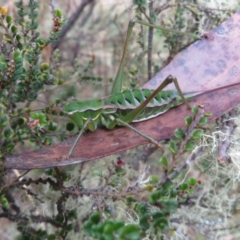 Chlorodectes montanus at Brindabella, NSW - 21 Mar 2022 11:56 AM