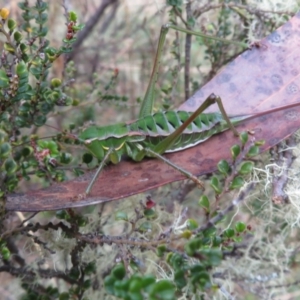 Chlorodectes montanus at Brindabella, NSW - 21 Mar 2022