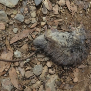 Rattus fuscipes at Cotter River, ACT - 21 Mar 2022 01:02 PM