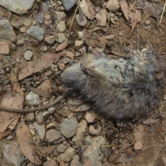Rattus fuscipes (Bush Rat) at Cotter River, ACT - 21 Mar 2022 by Christine
