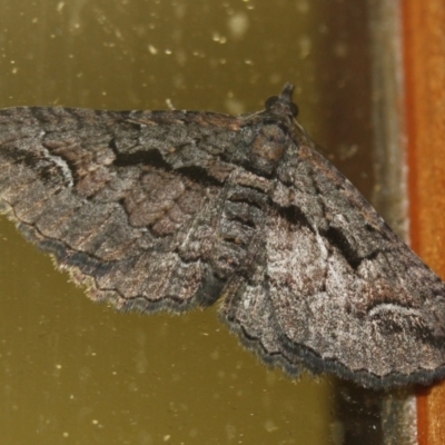 Unidentified Geometer moth (Geometridae) at Tathra, NSW - 7 Mar 2022 by KerryVance