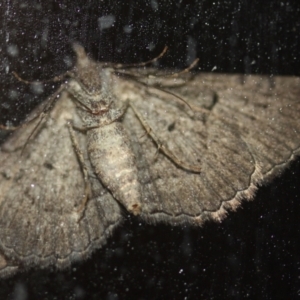 Chrysolarentia plagiocausta at Tathra, NSW - 7 Mar 2022