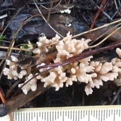 Clavulina sp. (A coral fungus) at Cooma North Ridge Reserve - 8 Apr 2022 by mahargiani