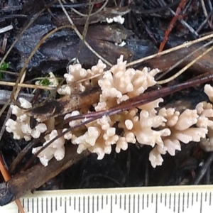 Clavulina sp. at Cooma, NSW - 8 Apr 2022 11:36 AM