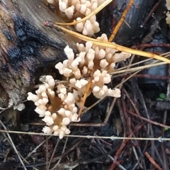 Clavulina sp. at Cooma, NSW - 8 Apr 2022