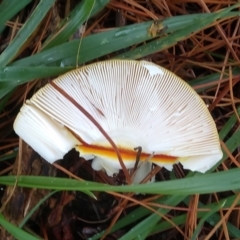 Amanita sp. at Cooma, NSW - 8 Apr 2022
