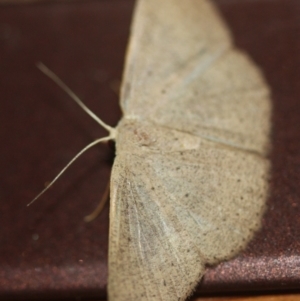 Cyclophora obstataria at Tathra, NSW - 16 Mar 2022 08:59 PM