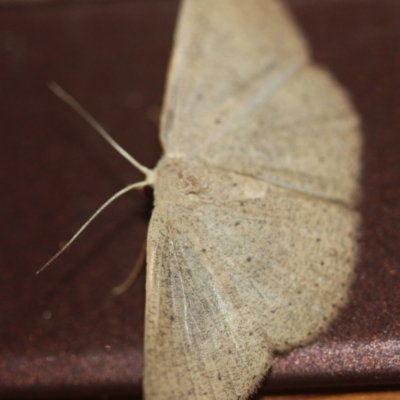Cyclophora obstataria (A geometer moth) at Tathra Public School - 16 Mar 2022 by KerryVance