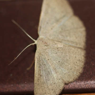 Cyclophora obstataria (A geometer moth) at Tathra, NSW - 16 Mar 2022 by KerryVance2