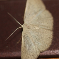 Unidentified Geometer moth (Geometridae) (TBC) at Tathra, NSW - 16 Mar 2022 by KerryVance
