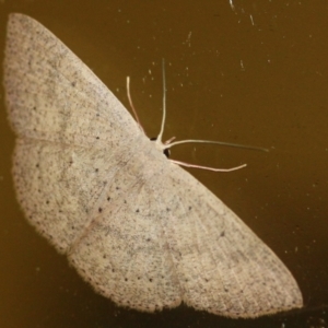 Cyclophora obstataria at Tathra, NSW - 16 Mar 2022