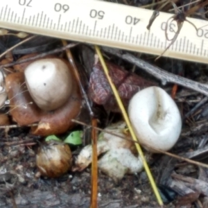 Geastrum sp. at Cooma, NSW - 8 Apr 2022