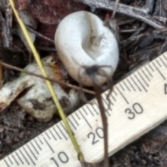 Geastrum sp. at Cooma, NSW - 8 Apr 2022