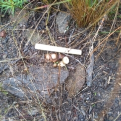 Geastrum sp. at Cooma, NSW - 8 Apr 2022