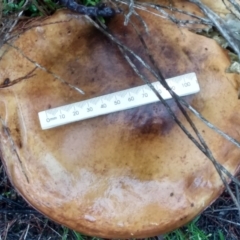 Phlebopus marginatus (Giant Bolete) at Cooma, NSW - 8 Apr 2022 by mahargiani