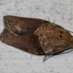 Epiphyas postvittana (Light Brown Apple Moth) at Tathra, NSW - 15 Mar 2022 by KerryVance2