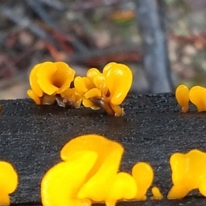 Dacryopinax spathularia at Cooma, NSW - 8 Apr 2022