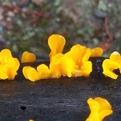 Dacryopinax spathularia at Cooma, NSW - 8 Apr 2022 11:04 AM