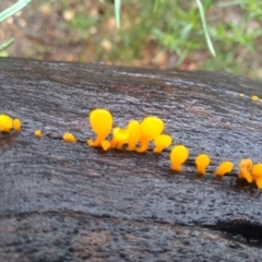 Dacryopinax spathularia at Cooma, NSW - 8 Apr 2022