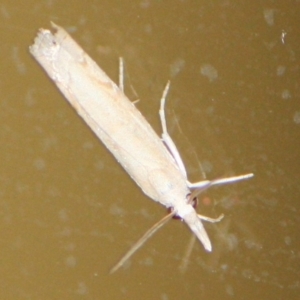 Faveria tritalis at Tathra, NSW - 14 Apr 2012