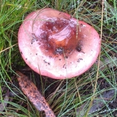 Russula sp. (Russula) at Cooma North Ridge Reserve - 8 Apr 2022 by mahargiani