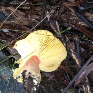 Russula sp. at Cooma, NSW - 8 Apr 2022