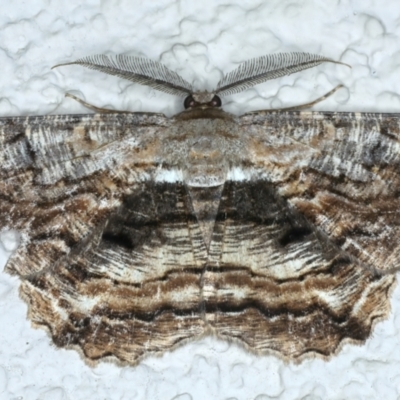 Scioglyptis lyciaria (White-patch Bark Moth) at Ainslie, ACT - 4 Apr 2022 by jb2602