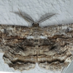 Scioglyptis lyciaria (White-patch Bark Moth) at Ainslie, ACT - 4 Apr 2022 by jb2602