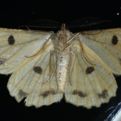 Scioglyptis lyciaria at Ainslie, ACT - 4 Apr 2022