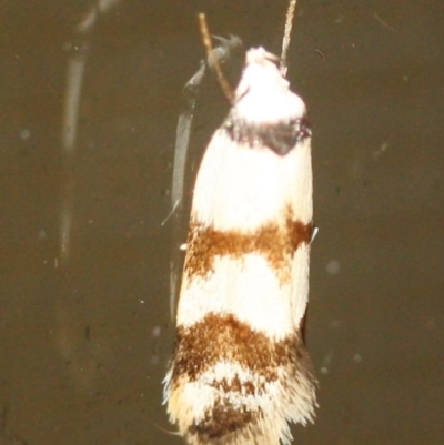 Chezala brachypepla (A Concealer moth) at Tathra, NSW - 18 Mar 2022 by KerryVance2
