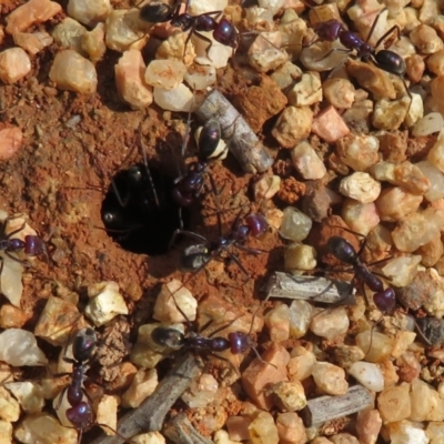 Iridomyrmex purpureus (Meat Ant) at Cotter River, ACT - 21 Mar 2022 by Christine