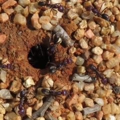 Iridomyrmex purpureus (Meat Ant) at Cotter River, ACT - 21 Mar 2022 by Christine