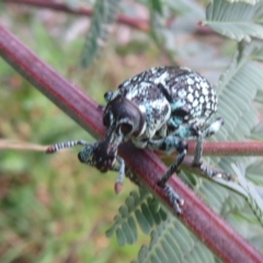Chrysolopus spectabilis (Botany Bay Weevil) at Cotter River, ACT - 21 Mar 2022 by Christine