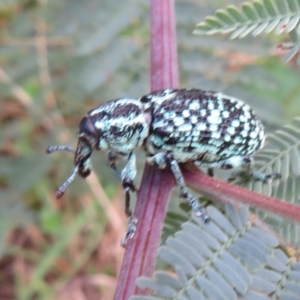 Chrysolopus spectabilis at Cotter River, ACT - 21 Mar 2022 03:26 PM