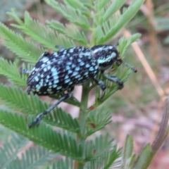 Chrysolopus spectabilis at Cotter River, ACT - 21 Mar 2022