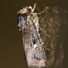 Proteuxoa microspila (Little Noctuid) at Tathra Public School - 14 Mar 2022 by KerryVance