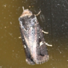 Proteuxoa microspila at Tathra, NSW - 14 Mar 2022 09:06 PM