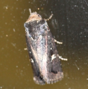 Proteuxoa microspila at Tathra, NSW - 14 Mar 2022 09:06 PM