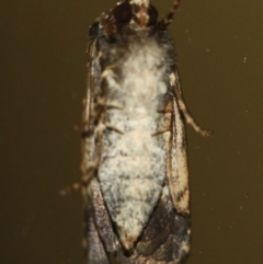 Proteuxoa microspila at Tathra, NSW - 14 Mar 2022