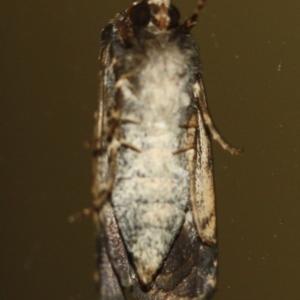 Proteuxoa microspila at Tathra, NSW - 14 Mar 2022 09:06 PM