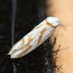 Unidentified Concealer moth (Oecophoridae) at Tathra, NSW - 30 Dec 2019 by KerryVance