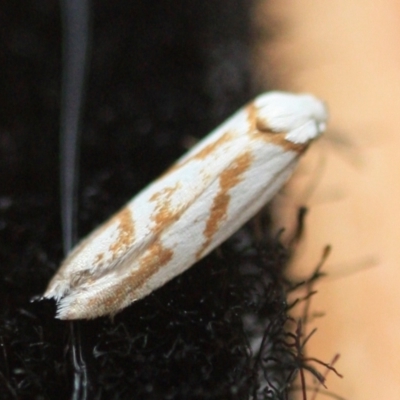 Oxythecta acceptella (Scat Moth) at Tathra, NSW - 30 Dec 2019 by KerryVance2