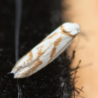 Unidentified Concealer moth (Oecophoridae) at Tathra, NSW - 30 Dec 2019 by KerryVance