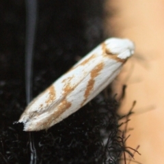 Unidentified Concealer moth (Oecophoridae) (TBC) at Tathra, NSW - 30 Dec 2019 by KerryVance