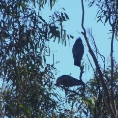 Callocephalon fimbriatum (Gang-gang Cockatoo) at Wambrook, NSW - 5 Apr 2022 by Mike