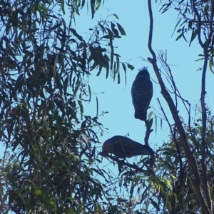 Callocephalon fimbriatum at Wambrook, NSW - 5 Apr 2022