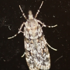 Unidentified Pyralid or Snout Moth (Pyralidae & Crambidae) at Tathra, NSW - 11 Mar 2022 by KerryVance