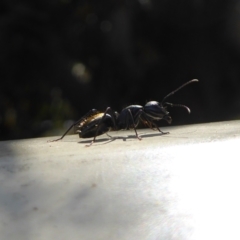 Camponotus aeneopilosus (A Golden-tailed sugar ant) at Evatt, ACT - 4 Apr 2022 by Hb